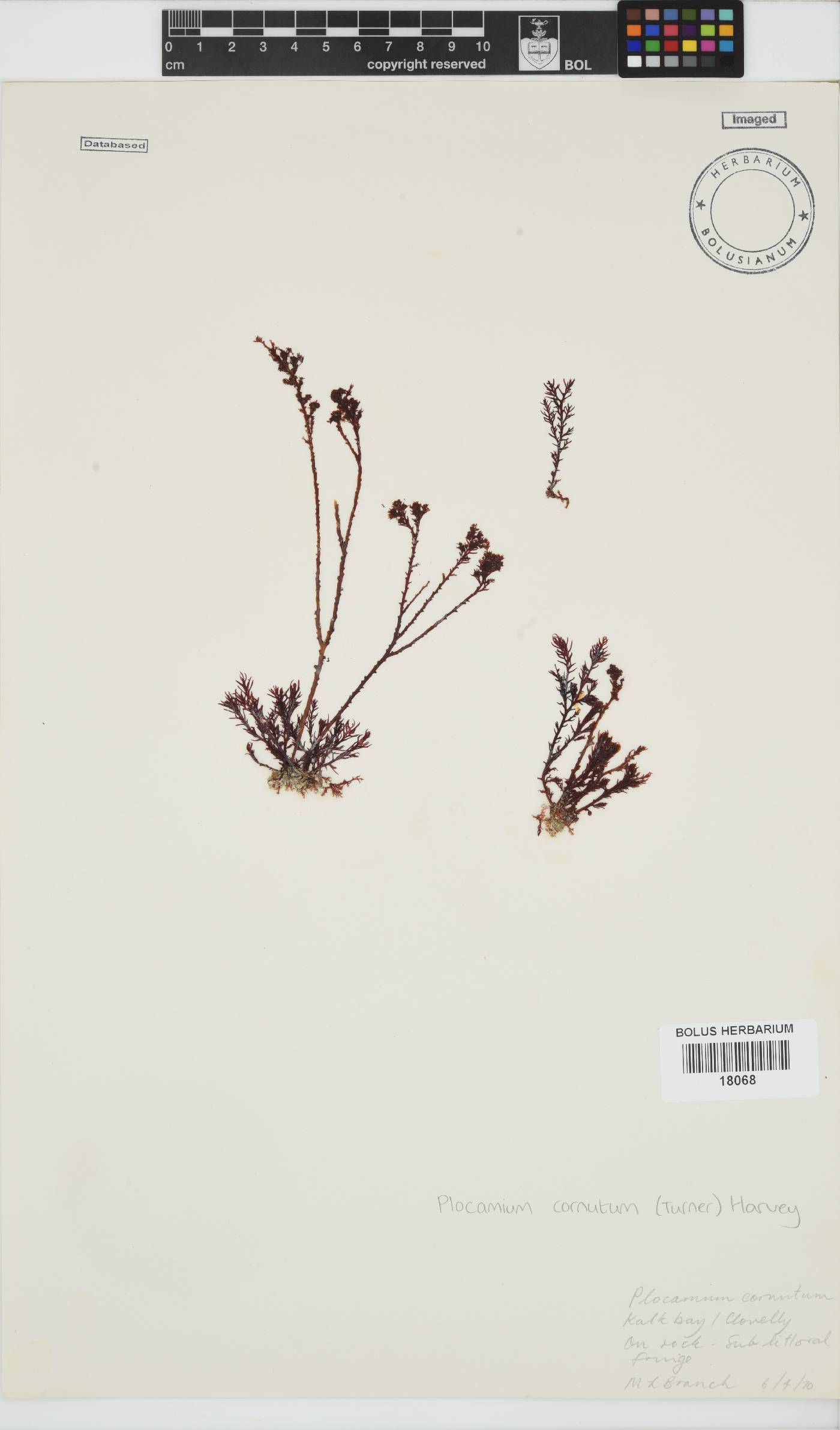 Plocamium cornutum image