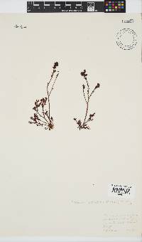 Plocamium cornutum image