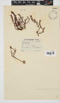 Plocamium cornutum image