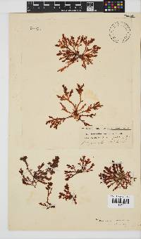 Plocamium cornutum image