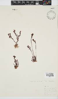 Plocamium cornutum image