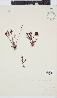 Plocamium cornutum image