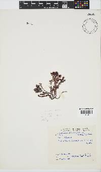 Plocamium cornutum image