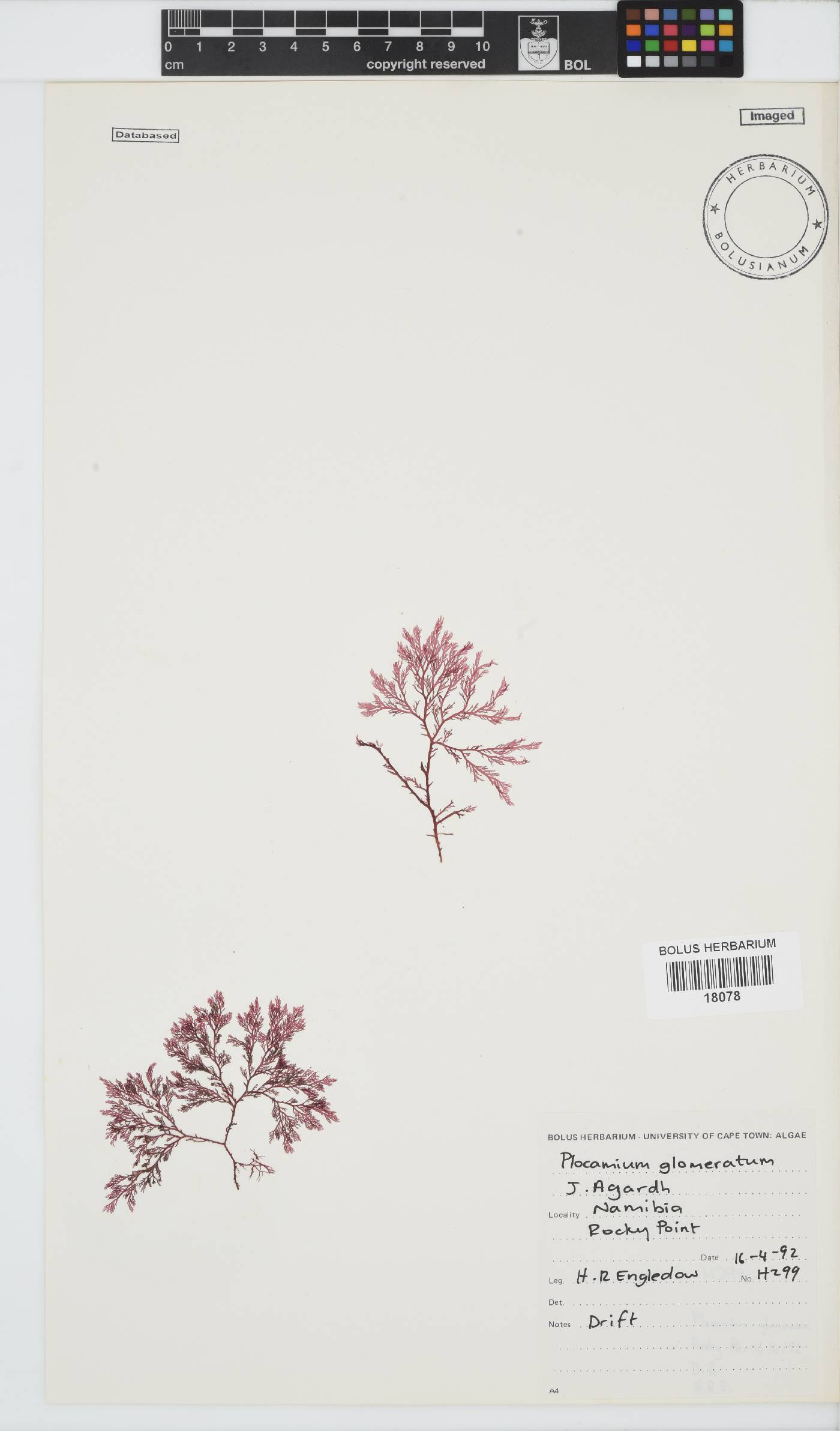 Plocamium glomeratum image