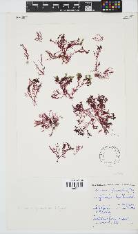 Plocamium glomeratum image