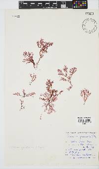 Plocamium glomeratum image