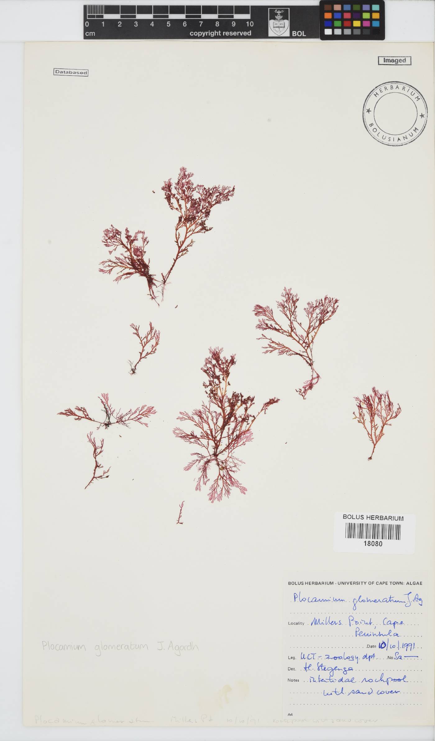 Plocamium image