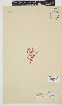 Plocamium glomeratum image