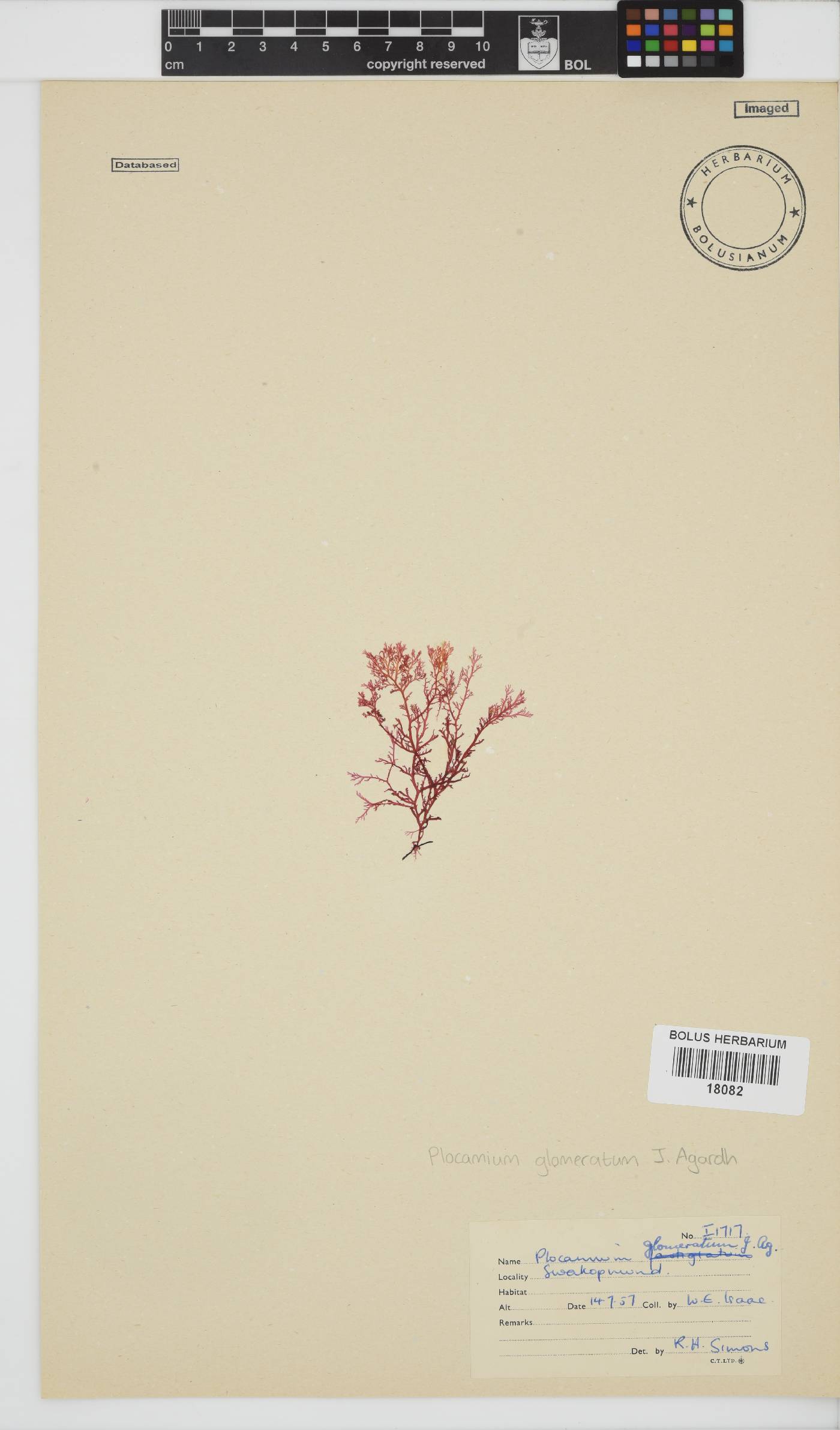 Plocamium glomeratum image