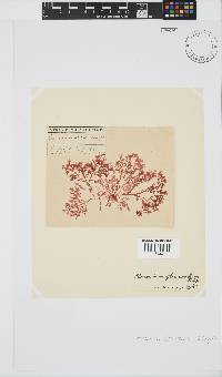 Plocamium glomeratum image