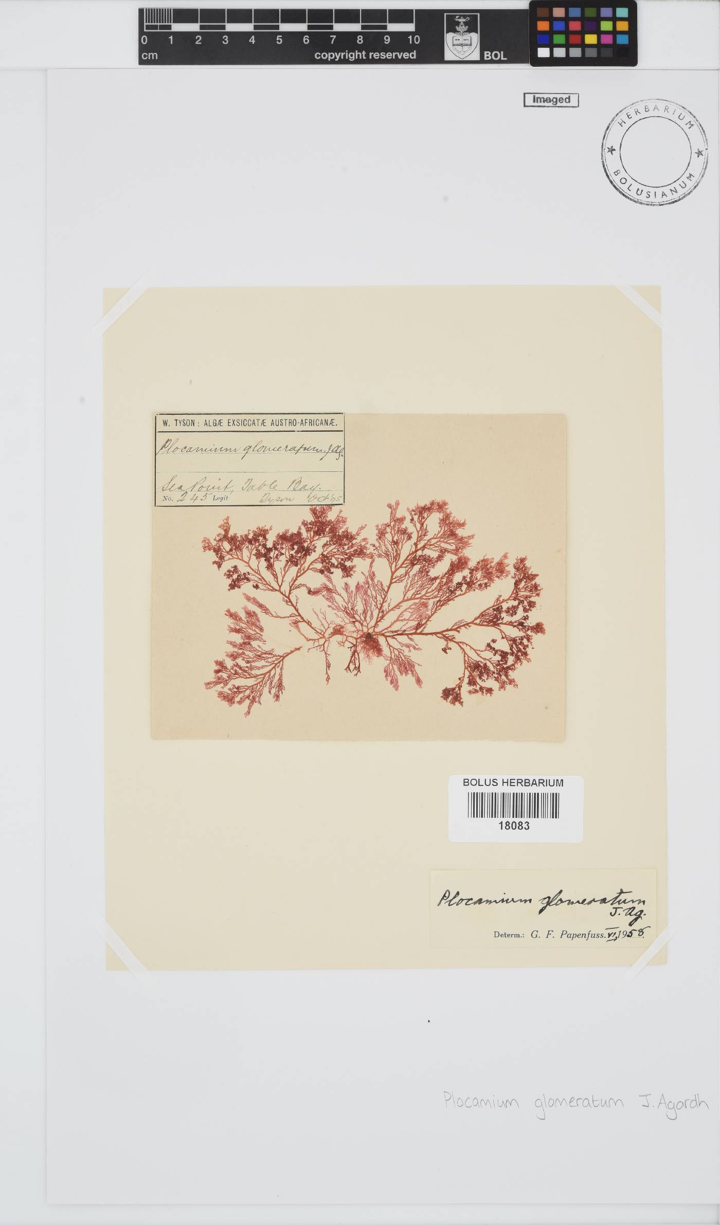 Plocamium glomeratum image