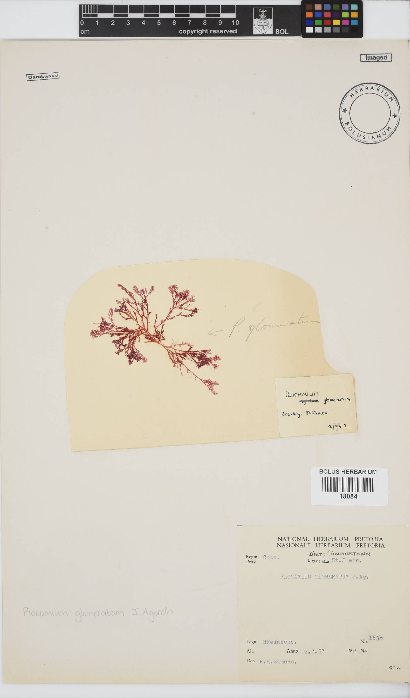 Plocamium glomeratum image