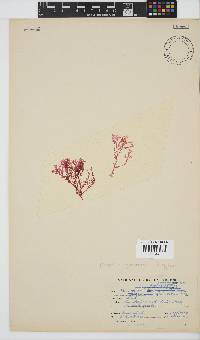 Plocamium glomeratum image