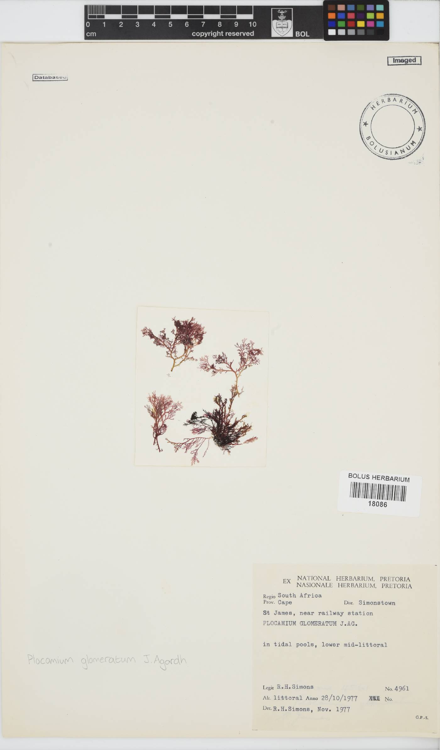 Plocamium glomeratum image