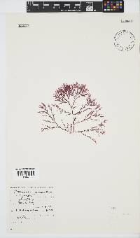 Plocamium glomeratum image