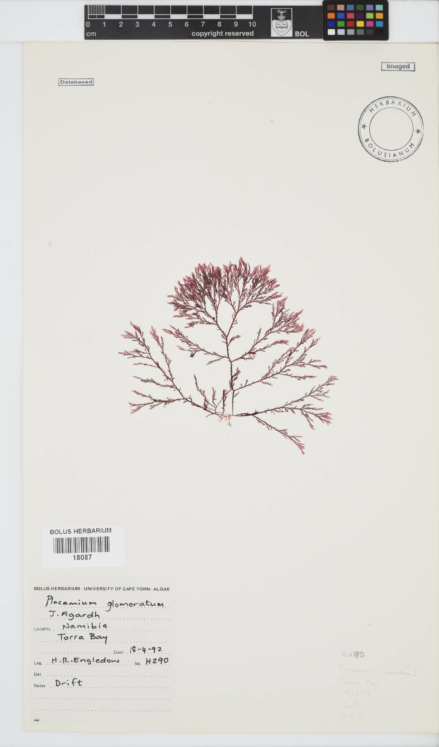 Plocamium glomeratum image
