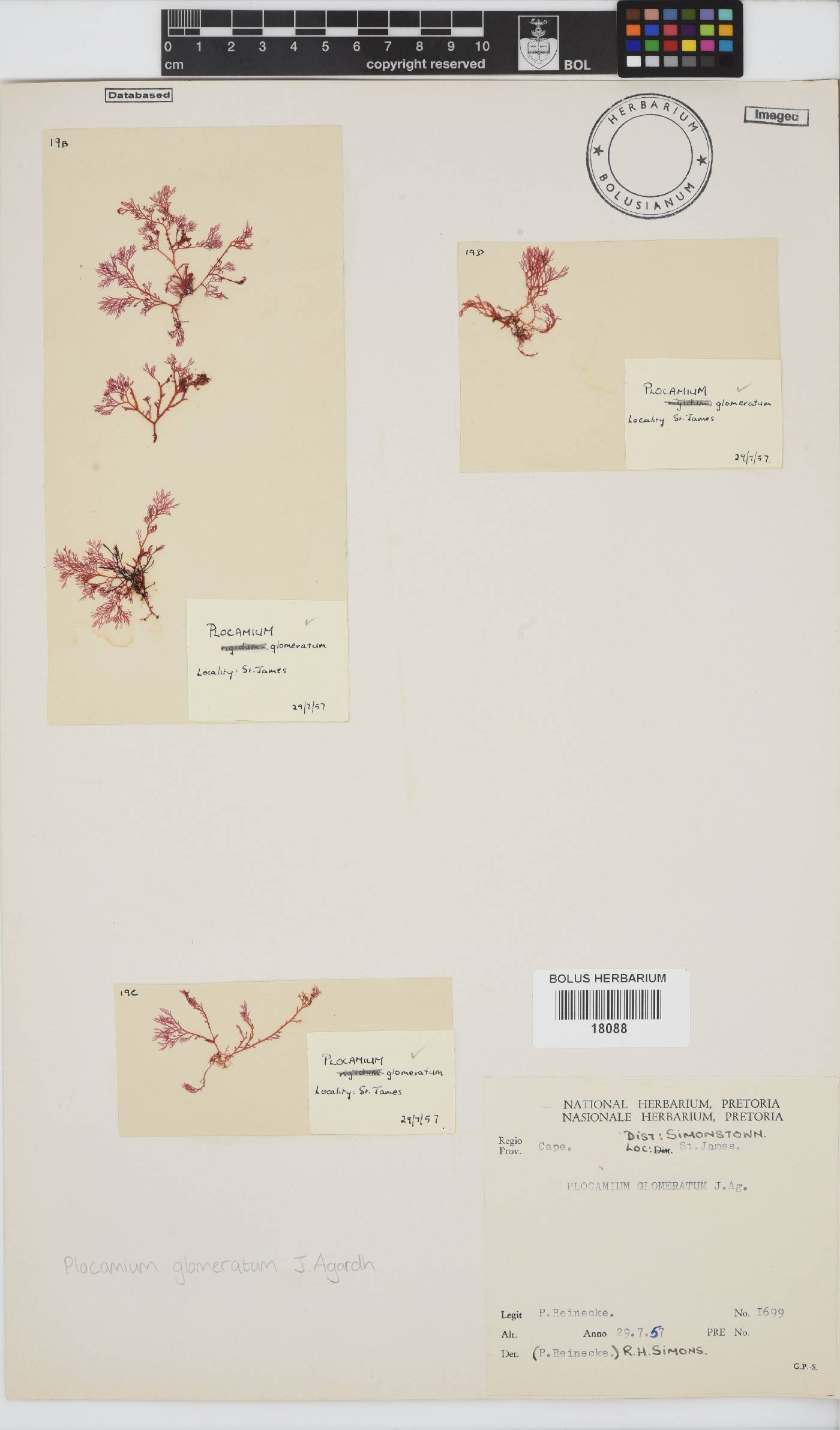 Plocamium glomeratum image