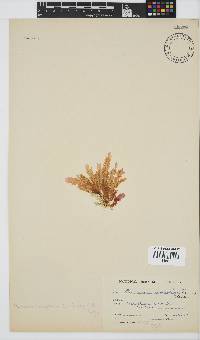 Plocamium corallorhiza image
