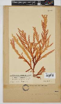 Plocamium corallorhiza image