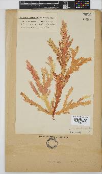 Plocamium corallorhiza image