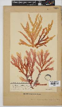 Plocamium corallorhiza image