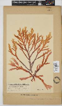 Plocamium corallorhiza image