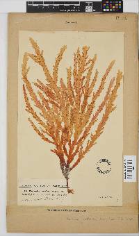 Plocamium corallorhiza image