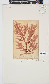 Plocamium corallorhiza image