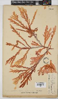 Plocamium corallorhiza image