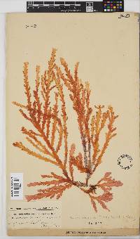 Plocamium corallorhiza image