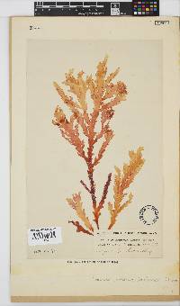 Plocamium corallorhiza image