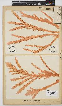 Plocamium corallorhiza image