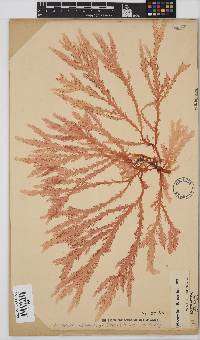 Plocamium corallorhiza image