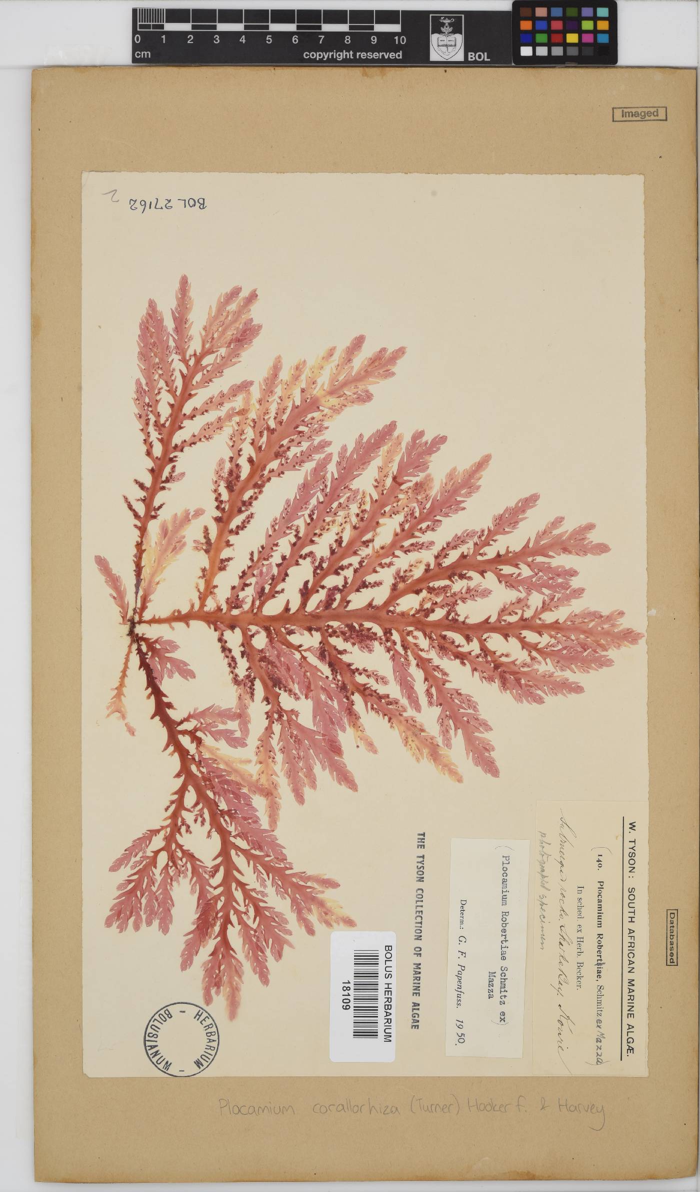Plocamium corallorhiza image