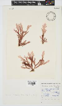 Plocamium corallorhiza image