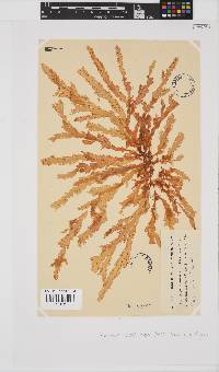 Plocamium corallorhiza image