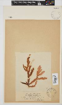 Plocamium corallorhiza image