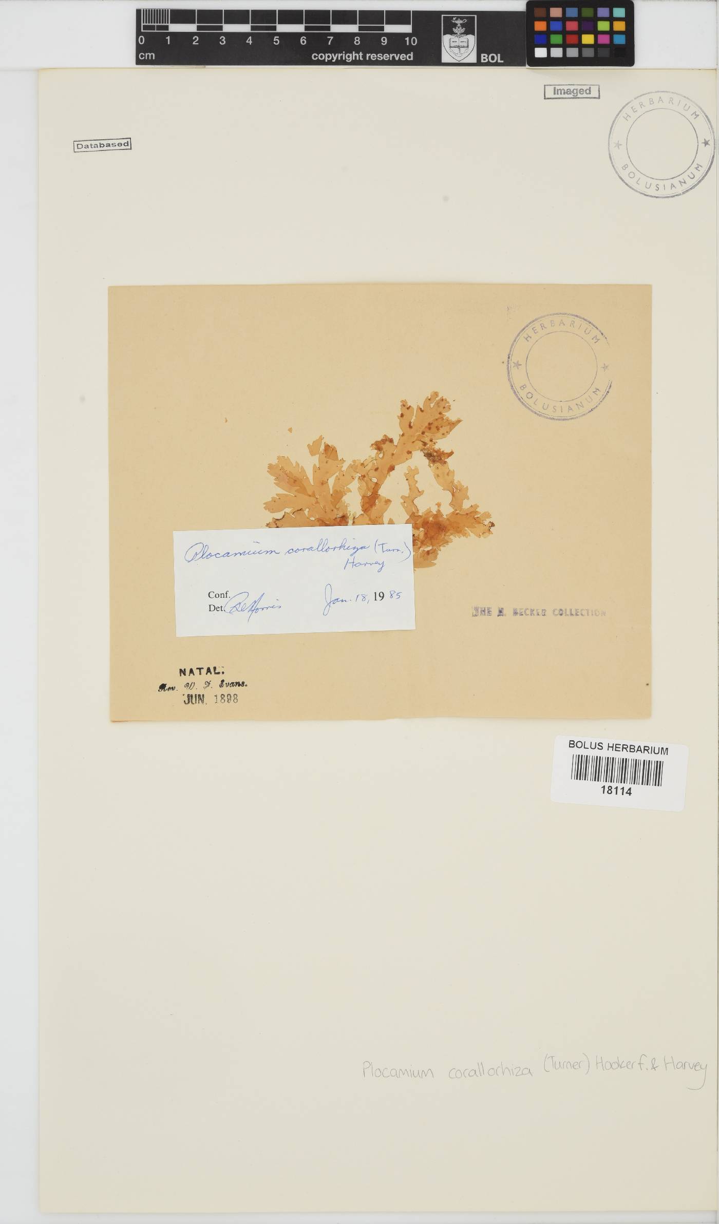Plocamium corallorhiza image