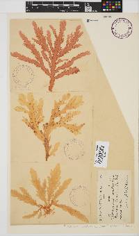 Plocamium corallorhiza image