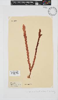 Plocamium corallorhiza image