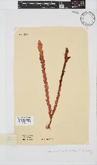 Plocamium corallorhiza image