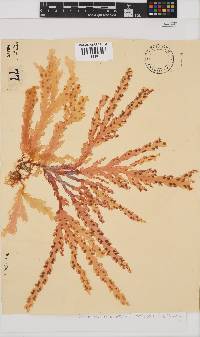Plocamium corallorhiza image