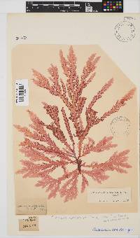 Plocamium corallorhiza image
