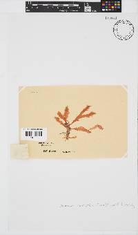 Plocamium corallorhiza image