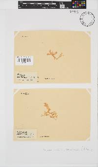 Plocamium corallorhiza image