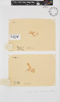 Plocamium corallorhiza image