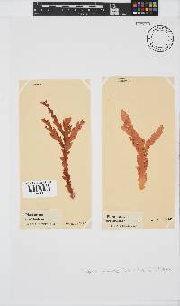 Plocamium corallorhiza image