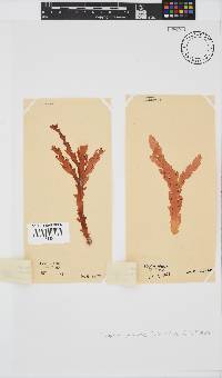 Plocamium corallorhiza image