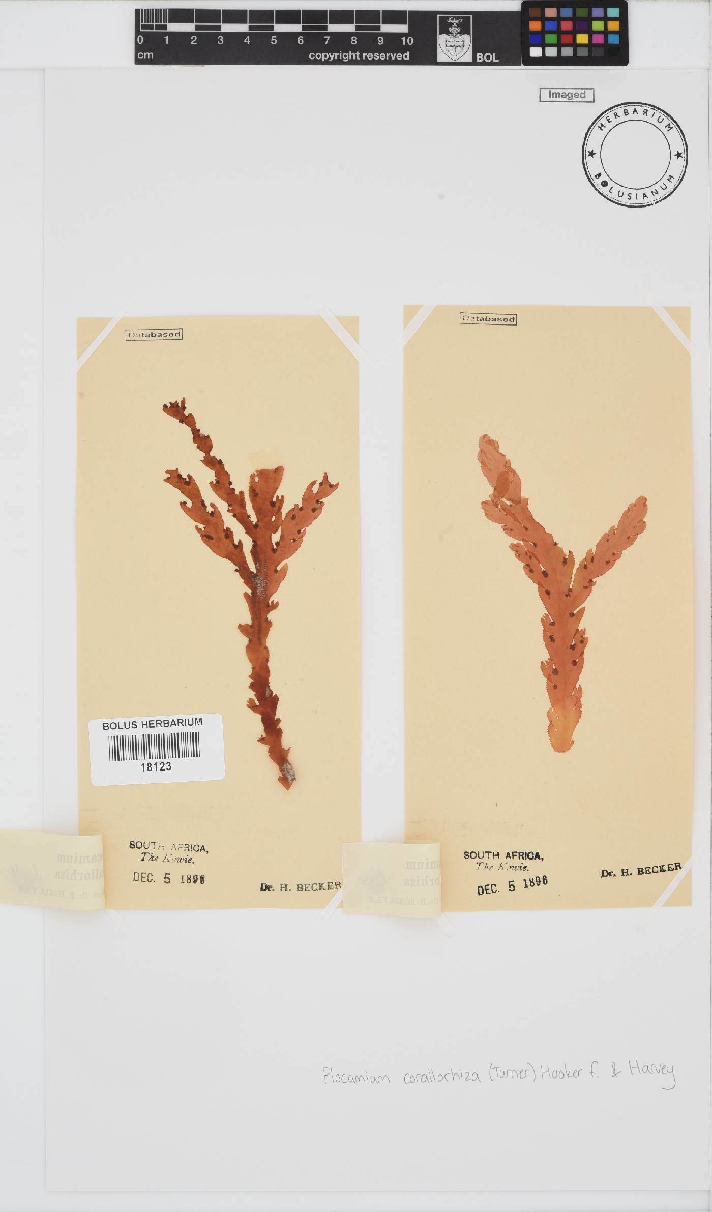 Plocamium corallorhiza image