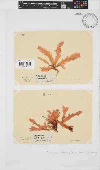 Plocamium corallorhiza image